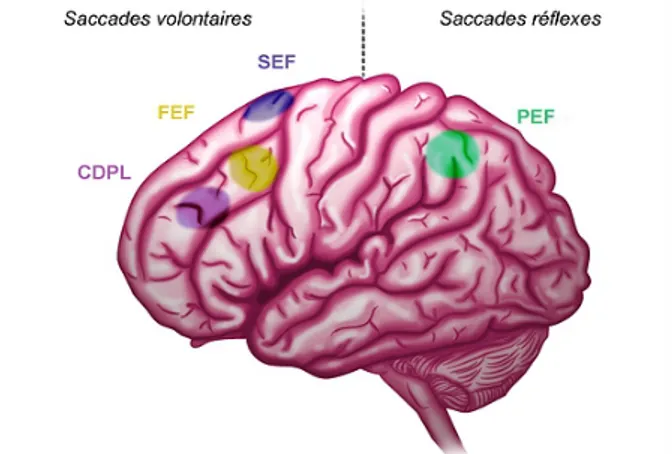 Figure   4.  Aires   impliquées   dans   l'initiation   des   saccades.  Document  eye   Brain   Pedia (disponible sur www.fr.eyebrainpedia.com)