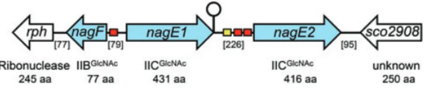 Fig. 1. Map of the S. coelicolor nagF-nagE1-nagE2 (sco2905–2907) gene locus. Coding regions are indicated by arrows