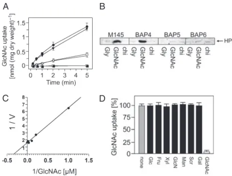 Fig. 2. A. Time-course experiment of GlcNAc uptake. GlcNAc uptake was measured for M145 and its mutant derivatives BAP4, BAP5 and BAP6