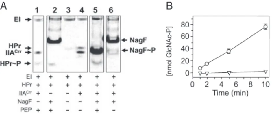 Fig. 3. A. In vitro phosphorylation of IIB GlcNAc (NagF). The 15% native polyacrylamide gel shows the Coomassie brilliant blue-stained proteins EI, HPr, IIA Crr and NagF