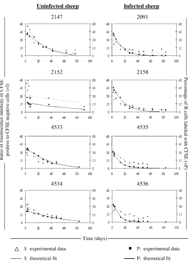 FIG. 4. Theoretical fit of the model to the CFSE data. The percentages of CFSE ⫹ B cells (P [black squares]) and the ratio of the MFI of B ⫹ CFSE ⫹ cells to the MFI of B ⫹ CFSE ⫺ cells (I [open triangles]) were determined by flow cytometry analyses