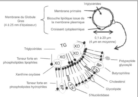 Figure 1.7-  Structure de la membrane du globule de gras du lait de bovin (Adaptée de  Couvreur et Hurtaud, 2007) 