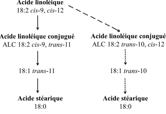 Figure 1.11-  Voies de la biohydrogénation ruminale de l'acide linoléique sous des  conditions usuelles (côté gauche) et lors de l’apparition du syndrome de chute de gras du  lait induite par l'alimentation (côté droit; Adaptée de Bauman et Griinari, 2003)
