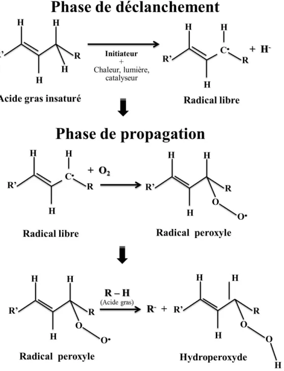 Figure 1.12- Phases de déclanchement et de propagation de l’oxydation 