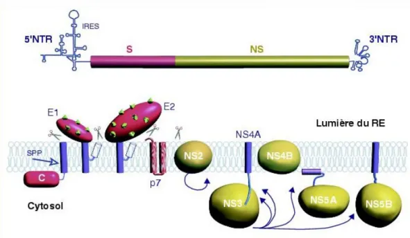 Figure 1. Organisation du génome VHC et de la polyprotéine (14).