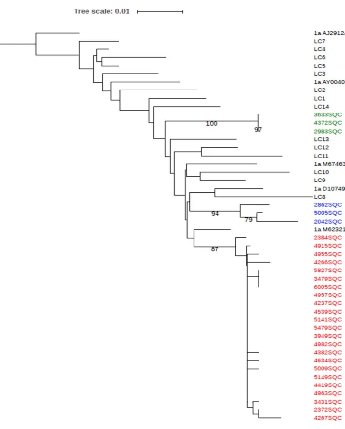 Figure 4. Phylogenetic tree of 29 genotype 1a sequences.