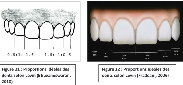 Figure 22 : Proportions idéales des  dents selon Levin (Fradeani, 2006) Figure 21 : Proportions idéales des 