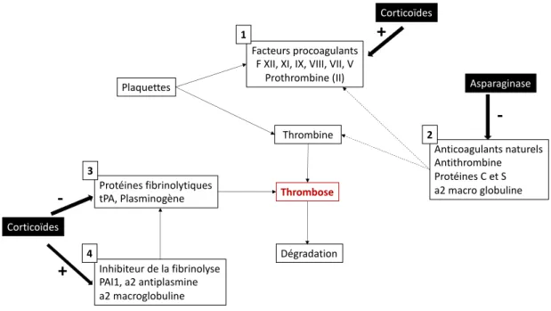 Figure 3 : Augmentation du risque de thrombose en cours de traitement de LAL.  