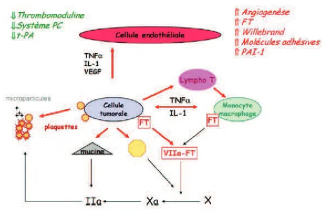 Figure 3 : Les acteurs pro-coagulants du cancer. D’après I Elalamy et al. (8)