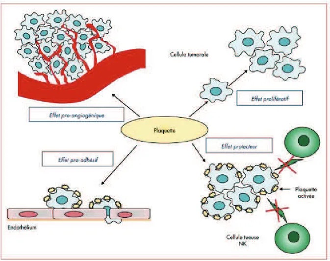 Figure  4 :  Les  différents  mécanismes  par  lesquels  les  plaquettes  peuvent  favoriser  la  croissance tumorale et le développement des métastases