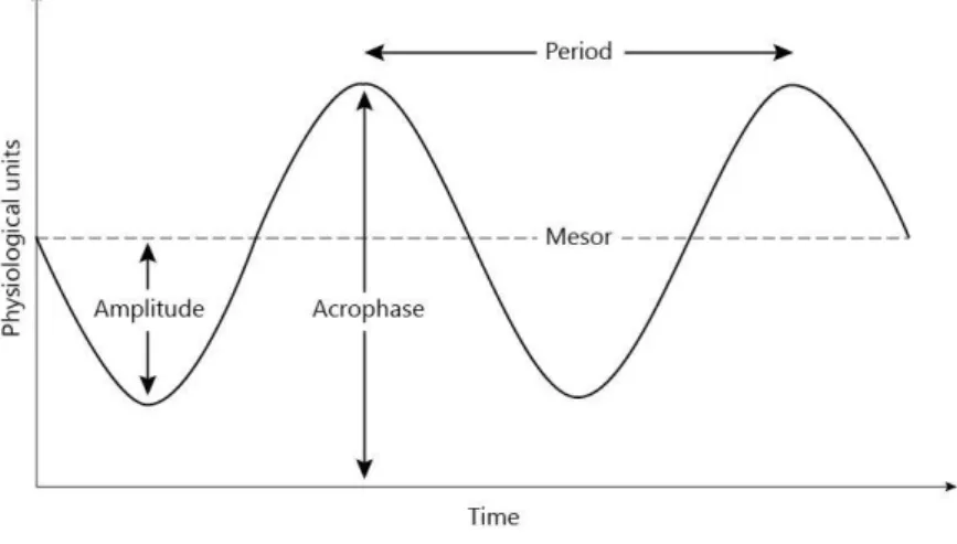 Figure 4 : courbe sinusoïdale représentative des rythmes circadiens(251) 