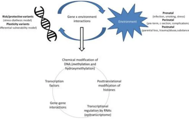 Figure 1 : interaction gène-environnement et implications au niveau génétique,  d’après Fries et al.(83) 