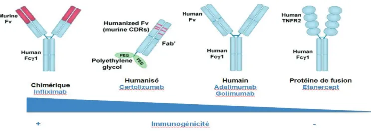 Figure 1 : Risque d’immunisation selon la nature de l’anti TNFα. 