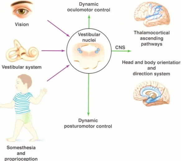 Figure  1.  L’équilibre  résulte  de  l’intégration  multi-sensorielle  au  sein  des  noyaux  vestibulaires,  des  informations  afférentes  provenant  des  organes  récepteurs  de  la  vue,  l’équilibre,  et  la  proprioception