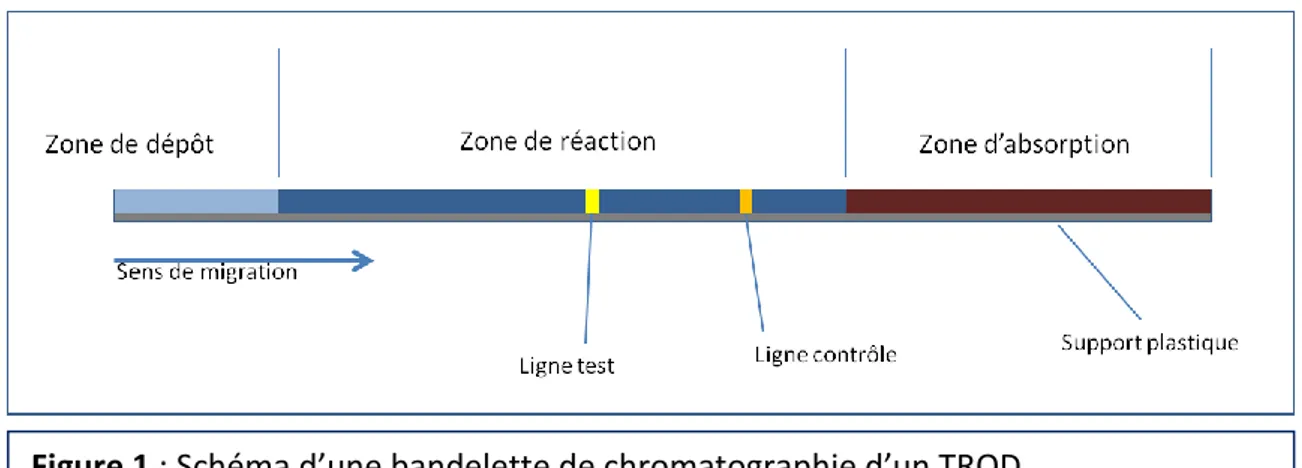 Figure 1 : Schéma d’une bandelette de chromatographie d’un TROD. 