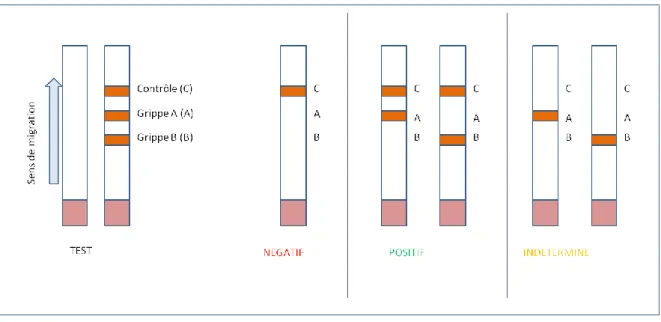 Figure  3 :  Interprétation  du  résultat  du  TROD  de  la  grippe  A/B.  Si  seule  la  bande  contrôle apparait le résultat du test est négatif