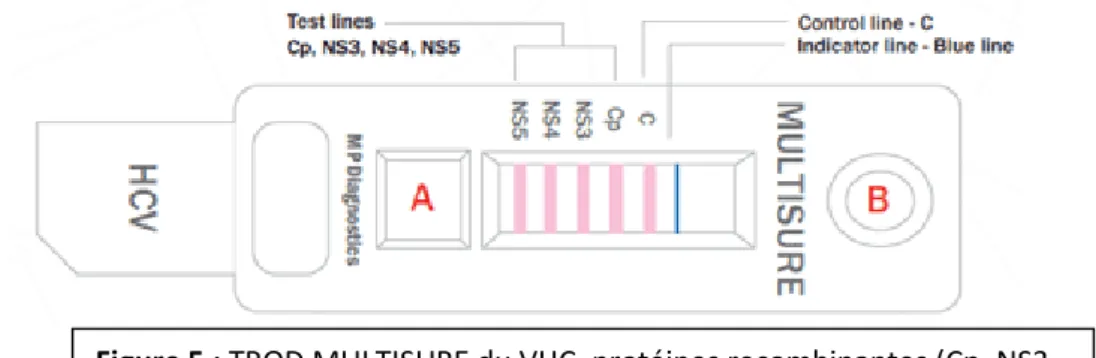 Figure 5 : TROD MULTISURE du VHC, protéines recombinantes (Cp, NS3,  NS4, NS5) fixées sur une membrane de nitrocellulose