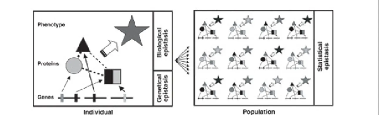 Figure 2.1: Biological epistasis is defined at the individual level and involves DNA sequence variations (vertical bars), bio-molecules (square, circle and triangle) and their physical interactions (dashed lines), leading to a phenotype (star) [87]