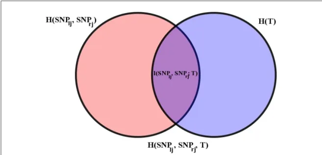 Figure 2.12: The mutual information between the pair [SNP lj , SNP rj ] and the trait T can be seen as the intersection between their entropies.