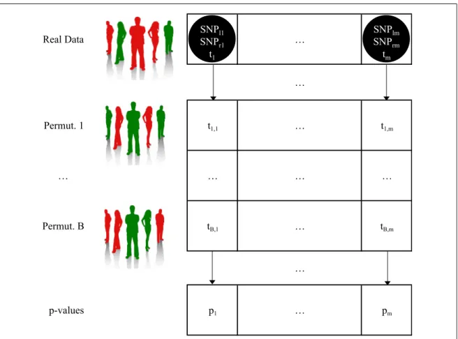 Figure 3.2: To estimate the p j values (j = 1, . . . , m), B random permutations of the trait values of the subjects are generated