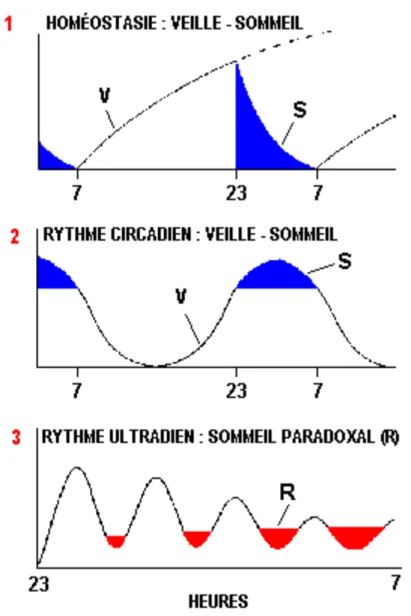 Figure 13 : Rythmes chronobiologiques(29) 