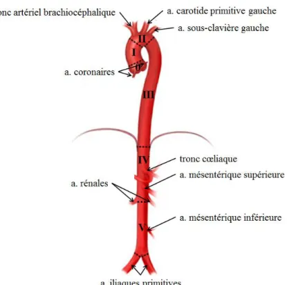 Figure I.A3-1 – Segmentation et Collatérales principales de l’aorte 