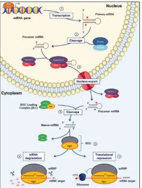 Figure 2- Maturation des micro-ARNs- Issu de Mandilaras et al. 