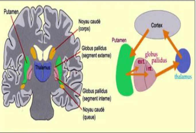 Figure 5 - Relation entre le cortex cérébral et les NGC 