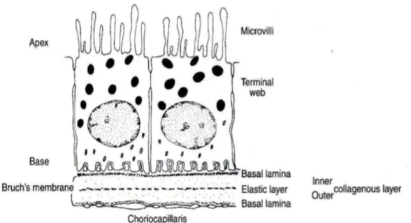 Figure  6  :  Schéma  des  rapports  entre  choriocapillaire,  membrane  de  Bruch,  épithélium  pigmentaire