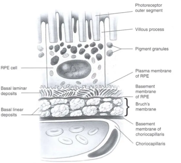 Figure  8:  Schéma  des  rapports  entre  choriocapillaire,  membrane  de  Bruch,  épithélium  pigmentaire  et  segment  externe  des  photorécepteurs