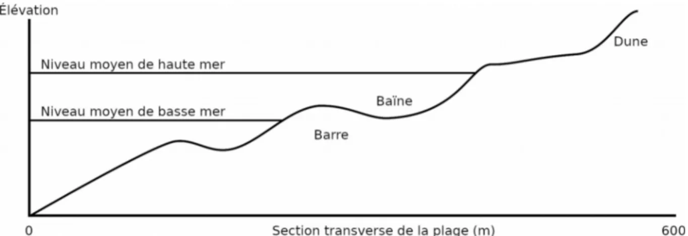 Illustration 2: Coupe transverse d’une plage à double barre au niveau d’une baïne. D’après  Castelle 2007