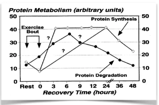 Illustration n°5 : Effets de l’exercice sur le métabolisme protéique au décours de l’effort              Selon Lemon et al