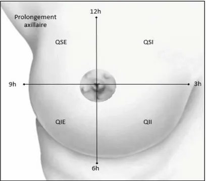 Figure 1: Schéma du sein droit divisé en 4 quadrants. 