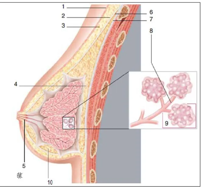 Figure 2: Coupe anatomique du sein. 