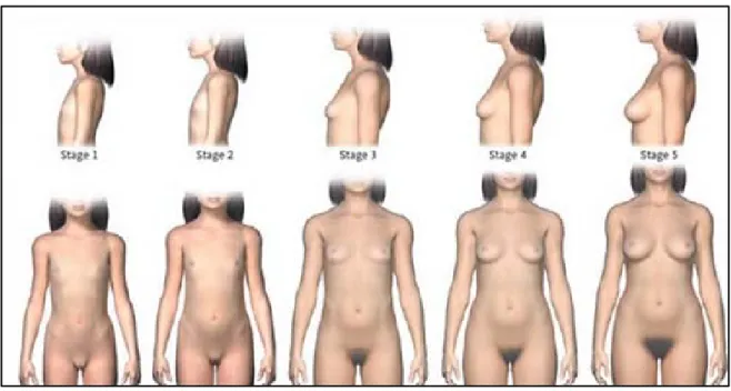 Figure 4: Classification de Tanner illustrant le développement pubertaire féminin. 