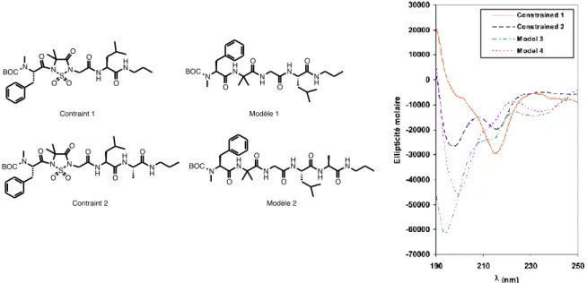 Figure  15.    Étude  par  dichroïsme  circulaire  des  peptides  contraints  et  modèles    correspondant développé dans notre laboratoire 