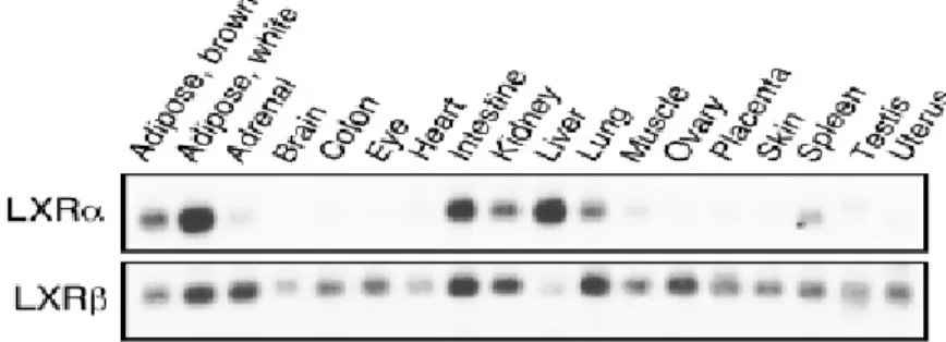 Figure 1. Expression tissulaire de LXRα et LXRβ obtenu par Nothern blot analysis.  