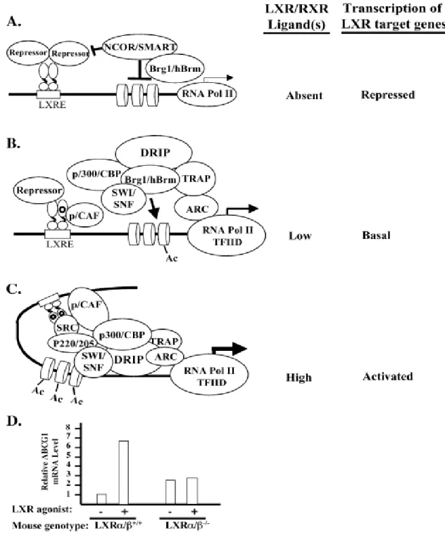 Figure 2 Activation de gènes cibles par LXR 