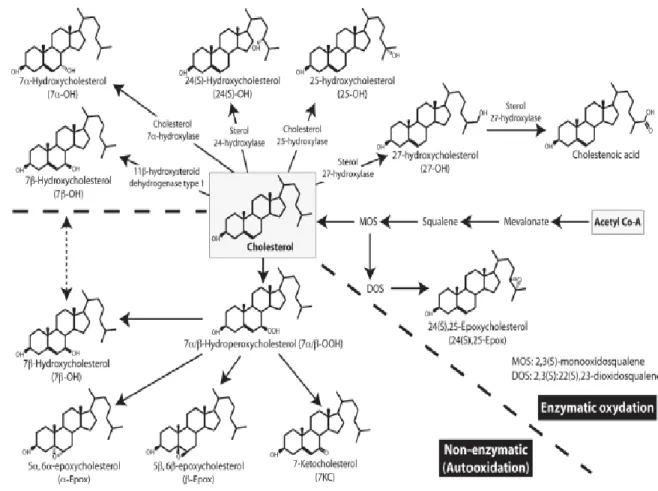 Figure 3. Différents oxystérols produits par réaction enzymatique ou par auto-oxydation  (Garenc et al., 2010) 