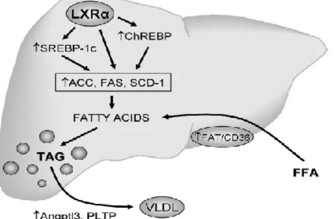 Figure 5. Actions de LXRα dans la stimulation de la lipogenèses et dans la stéatose hépatique