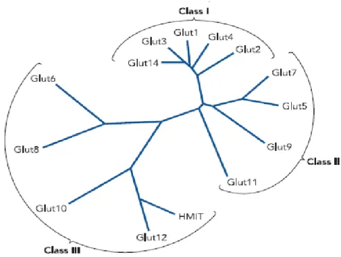 Figure 8. Arbre phylogénétique des différents membres de la famille du gène SCL2A. 