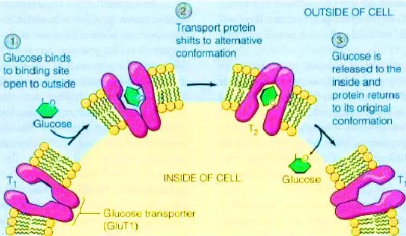 Figure 9. Mécanisme de transport du glucose par Glut1.     