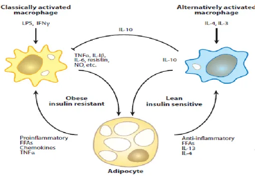 Figure 10. Facteurs régulant la polarité de macrophages et la résistance à l’insuline dans le tissu  adipeux