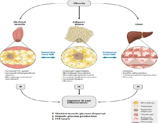 Figure 11. L’obesité induit de changements dans le tissu adipeux, foie et muscle qui résultent dans  une résistance à l’insuline