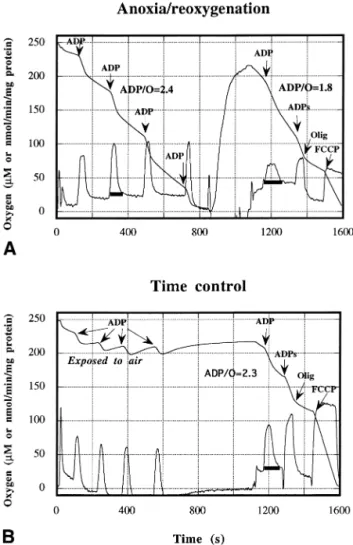 Fig. 1. Effects of anoxia/reoxygenation and in vitro aging on the respiratory functions of rat liver mitochondria