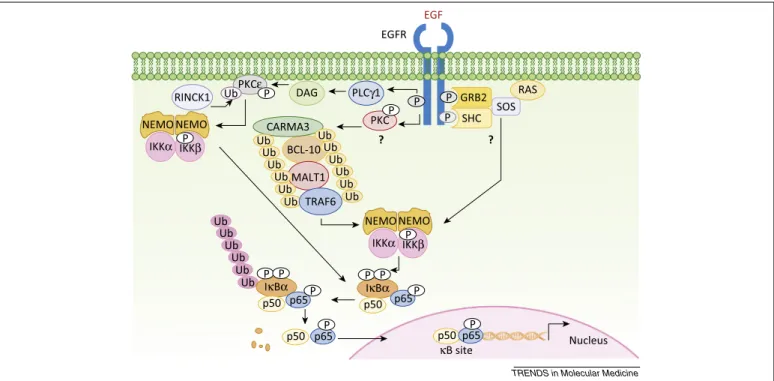Figure 2. Molecular mechanisms by which EGFR activates NF-kB. EGF binding triggers EGFR phosphorylation and its association with the SOS–GRB2 protein complex
