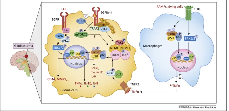 Figure 4. Mechanisms by which NF-kB promotes resistance to chemotherapy in glioblastomas