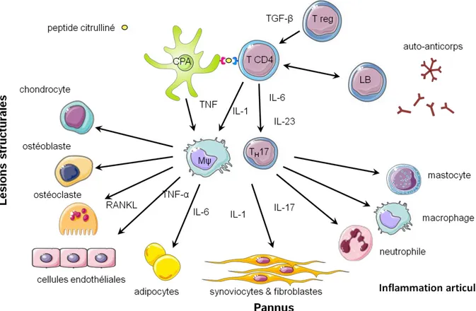 Figure 3 : Interactions cellulaires impliquées dans le développement de l’inflammation  articulaire dans la polyarthrite rhumatoïde