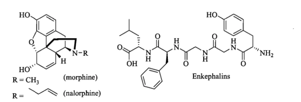 Figure 1.1  Morphine (opiate agoni st) 1 and nalorphine (opiate antagonist) 1 compared with  enkephalins  2