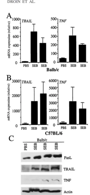 FIG. 2. OT-2 transfer into hFlp-lacZ transgenic mice and antigen stimulation in OT-2 $ hFlp-lacZ double-transgenic mice  simulta-neously induce FasL, TRAIL, and TNF upregulation